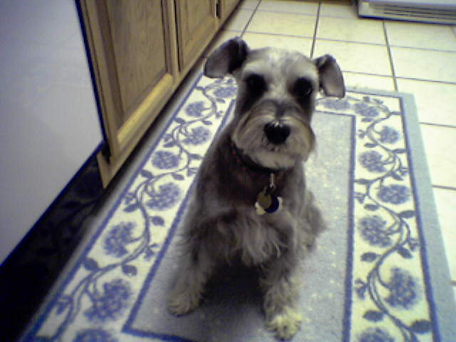 pepper.jpg